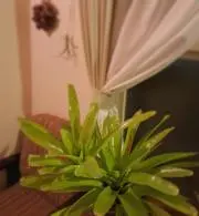 pukuの画像