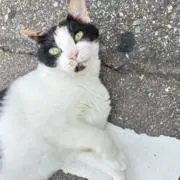 アイボリーの画像