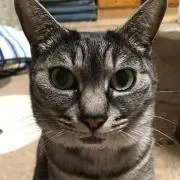 はっぷん
