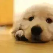 みかんの画像