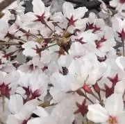 コスモスの画像