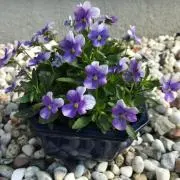rara