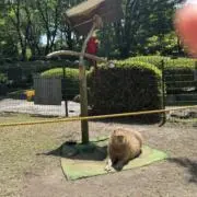きゃじの画像
