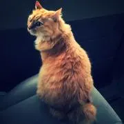 李由