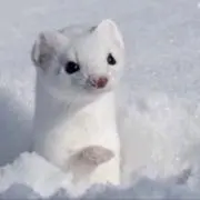 ロッちゃん