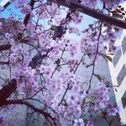 chip※プロフィール必読願いますの画像