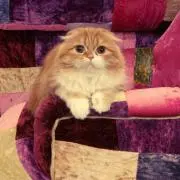 もふこの画像