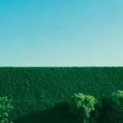 motiの画像