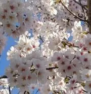 ゆず