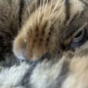 トロひの画像