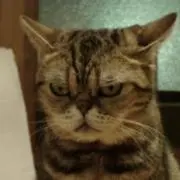 でれちゃんの画像