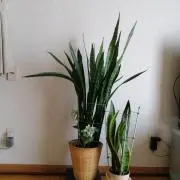 クニさんの画像