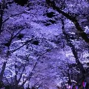 サネイチ