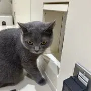 p o y oの画像
