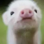 ぽの画像