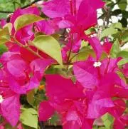 bougainvilleaの画像