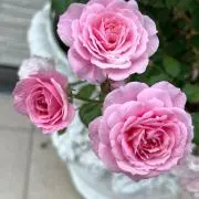 きらりの画像
