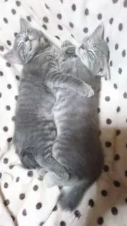 みっちょわん