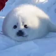 ななの画像