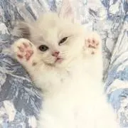 y♡の画像