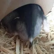 くるみ