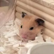 ハム【プロフ確認】の画像