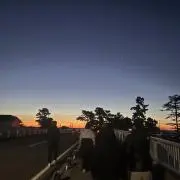 ハヤシの画像