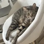 しゅん