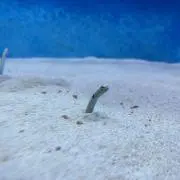 まるの画像
