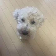 柑橘類の画像