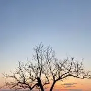 おセブの画像