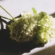 りんの画像