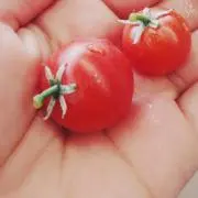 リエリエの画像