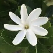 サクレ