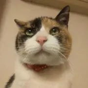 ミッしゃんの画像
