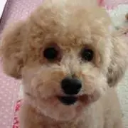 ちっぴの画像