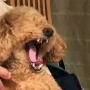 犬のえさ！！の画像
