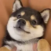 トメキチの画像