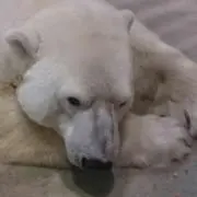 白クマ子※プロフィ必読の画像