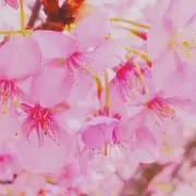さくら701