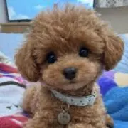 断捨離中　チビたんプロご参照願いますの画像