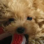TENCHOの画像