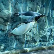 マノボ