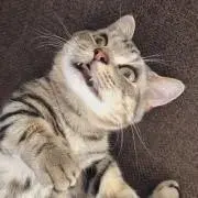 ぐでこ＊断捨離中の画像