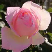 ピンクのバラ