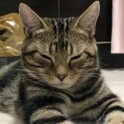 こなつの画像