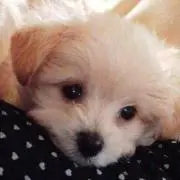 さくひな♡プロフ必読♡オーダー可の画像