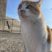 おでん