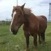 もぐらうまの画像