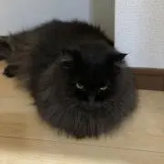 ジョーの画像